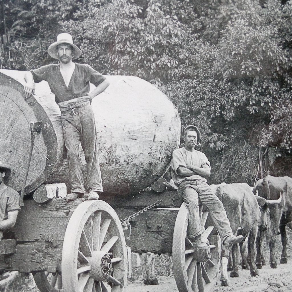 Bullock team and Kauri Log Hokianga bush New Zealand 1910