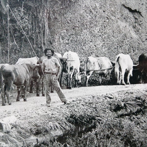 Close up of Northwood historical photograph of bullock team driver in Hokianga bush  NZ 1910